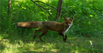 02 Fox.JPG